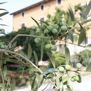Bed & Breakfast Al Frantoio, Chiusi